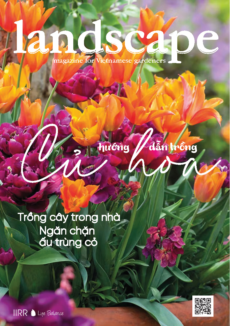 LANDSCAPE MAGAZINE | No10 – Hướng dẫn trồng củ hoa