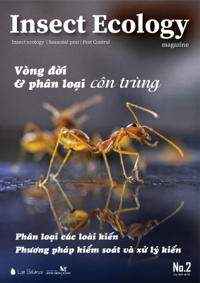 TẠP CHÍ INSECT ECOLOGY | No.2 | Đặc điểm, đặc tính sinh học loài kiến (P.2)