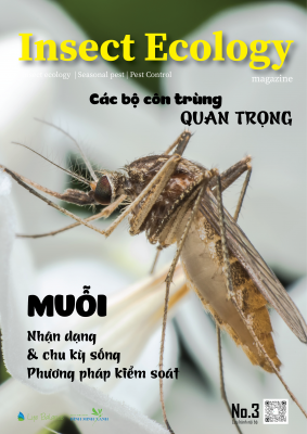 TẠP CHÍ INSECT ECOLOGY | No.3 | Đặc điểm, Chu kỳ sống của muỗi