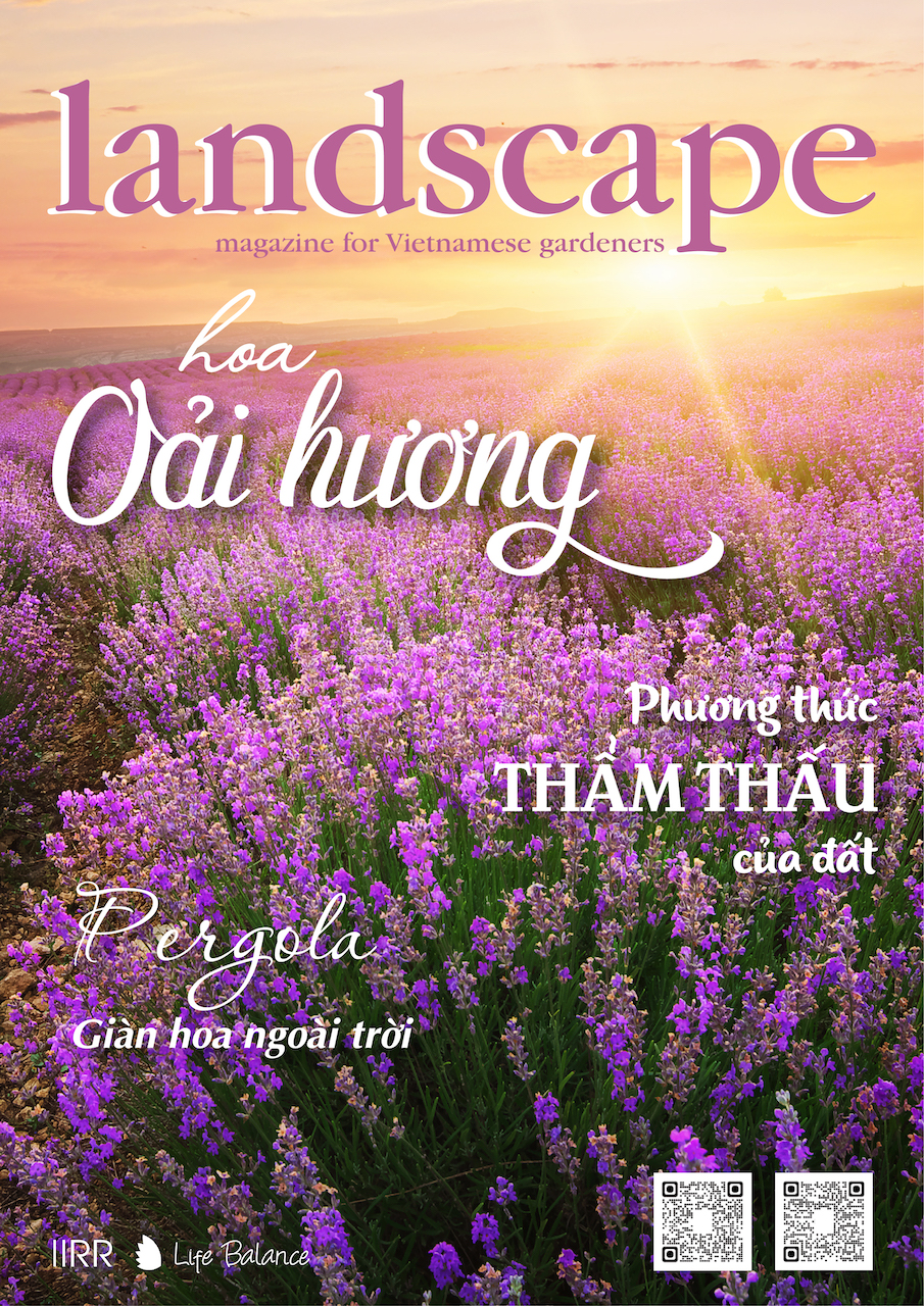 LANDSCAPE MAGAZINE | No17 – Hoa Oải Hương
