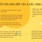 ĐẶC ĐIỂM CỦA ONG BẮP CÀY & CÁC LOẠI ONG KHÁC