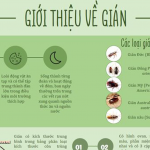 GIỚI THIỆU VỀ GIÁN