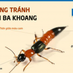 PHÒNG TRÁNH KIẾN BA KHOANG