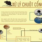 XỬ LÝ CHUỘT CỐNG