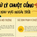 XỬ LÝ CHUỘT CỐNG NGOÀI TRỜI