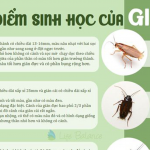 ĐẶC ĐIỂM SINH HỌC CỦA GIÁN