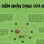 ĐẶC ĐIỂM NHẬN DẠNG CỦA KIẾN
