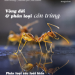 TẠP CHÍ INSECT ECOLOGY | No.2 | Đặc điểm, đặc tính sinh học loài kiến (P.2)