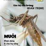 TẠP CHÍ INSECT ECOLOGY | No.3 | Đặc điểm, Chu kỳ sống của muỗi