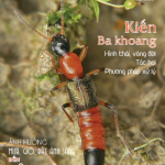 TẠP CHÍ INSECT ECOLOGY | No.7 | Hình thái, Vòng đời, Tác hại và Phương pháp xử lý Kiến Ba khoang