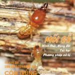 TẠP CHÍ INSECT ECOLOGY | No.8 | Hình thái, Vòng đời, Tác hại và Phương pháp xử lý Mối Gỗ
