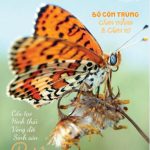 TẠP CHÍ INSECT ECOLOGY | No.9 | Cấu tạo hình thái, Vòng đời, Sinh sản của Bướm (Phần 1)