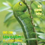 TẠP CHÍ INSECT ECOLOGY | No.10 | Các loại  sâu bướm gây hại cây trồng thường gặp