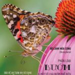 TẠP CHÍ INSECT ECOLOGY | No.11 | Phân loại bướm & một số loài bướm phổ biến