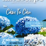 LANDSCAPE MAGAZINE | No19 – Hoa Cẩm Tú Cầu