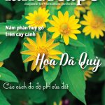 LANDSCAPE MAGAZINE | No.24 – Hoa Dã Quỳ