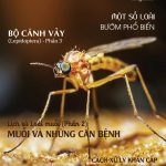 TẠP CHÍ INSECT ECOLOGY | No.17 | Muỗi và các bệnh của muỗi gây ra