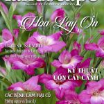 LANDSCAPE MAGAZINE | No.28 – Hoa Lay Ơn