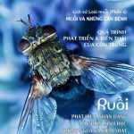 TẠP CHÍ INSECT ECOLOGY | No.19 | Đặc điểm sinh học của loài ruồi