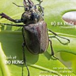 TẠP CHÍ INSECT ECOLOGY | No.21 | Lịch sử về Bọ Hung